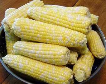 USA SELLER Ambrosia Corn 25 seeds Hybrid(Zea mays)