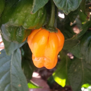 USA SELLER Hot Jamaican Yellow Pepper 25 seeds HEIRLOOM (Capsicum frutescens)