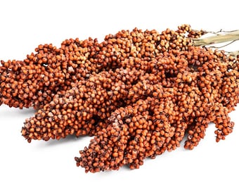 USA SELLER Sorghum Rox Orange 50 seeds HEIRLOOM (Sorghum bicolor)