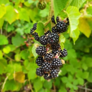 May include: A cluster of ripe blackberries hanging from a green bramble bush.
