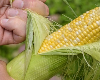 USA SELLER Luscious Sweet Corn 25 seeds Hybrid(Zea mays)