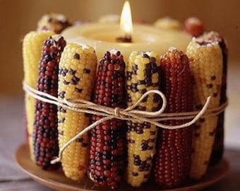 USA SELLER Incan Rainbow Ornamental Corn 25 seeds HEIRLOOM(Zea mays)