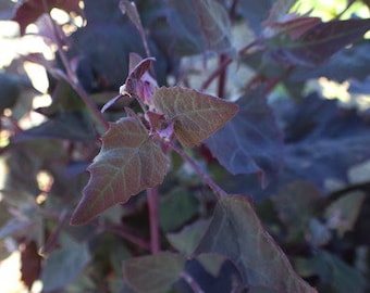 USA SELLER Purple Orach Summer Spinach 25 seeds HEIRLOOM (Atriplex hortensis)