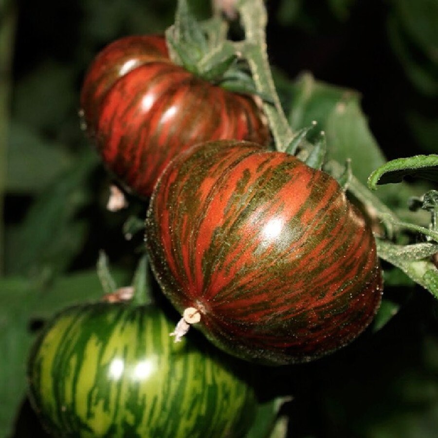 USA SELLER Black Chocolate Stripes Tomato 25 seeds HEIRLOOM