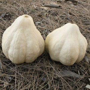 May include: Two white gourds with a bumpy texture, sitting on a bed of brown pine needles.