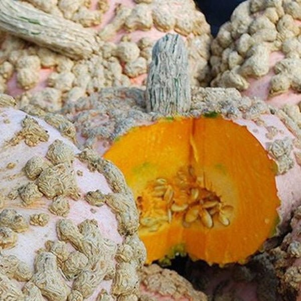 USA SELLER Galeux D Eysines Winter Squash (Peanut Pumpkin) 10 seeds HEIRLOOM  (Cucurbita maxima)