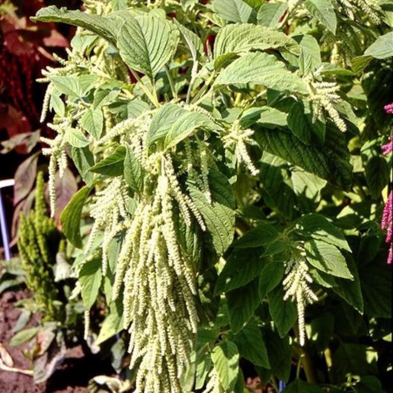 USA SELLER Viridis Amaranth 50 seeds HEIRLOOM Amaranthus viridis image 1