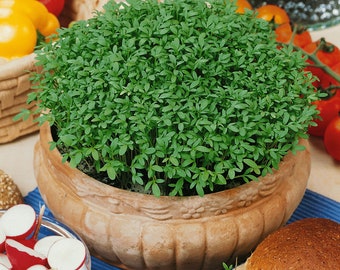 USA SELLER Pepper Cress 200 seeds HEIRLOOM  (Lepidium sativum)