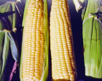 USA SELLER Buttergold Sweet Corn 25 seeds HEIRLOOM(Zea mays)