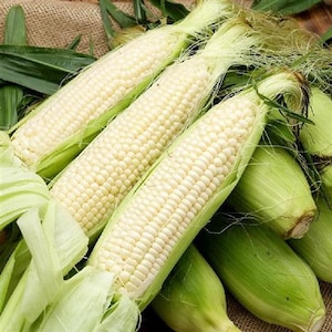 USA SELLER Argent Corn 25 seeds HYBRIDZea mays image 1