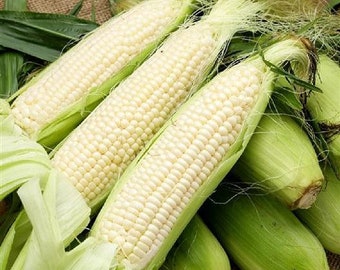 USA SELLER Argent Corn 25 seeds HYBRID(Zea mays)