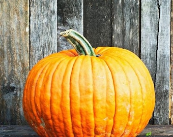 USA SELLER Connecticut Field Pumpkin 15 seeds HEIRLOOM (Cucurbita)