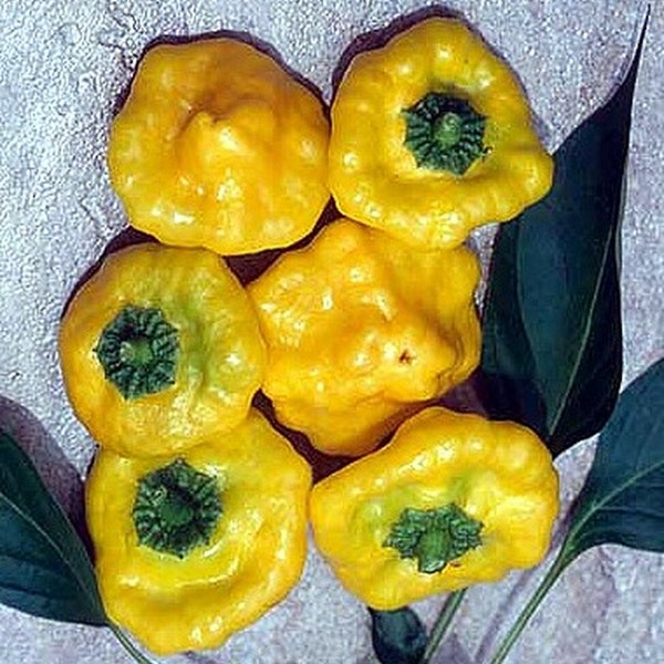 USA SELLER Yellow Scotch Bonnet Hot Pepper 25 seeds HEIRLOOM
