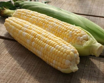 USA SELLER Bilicious Corn 25 seeds Hybrid(Zea mays)