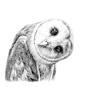 Barn Owl | 8&quot;x8&quot; art print of original ink drawing | Animal Art