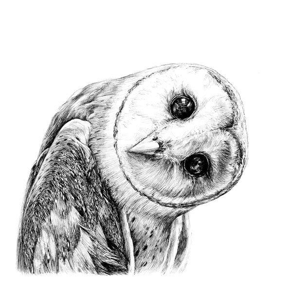 Barn Owl | 8"x8" art print of original ink drawing | Animal Art