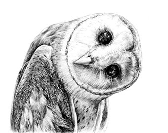 Barn Owl | 8&quot;x8&quot; art print of original ink drawing | Animal Art