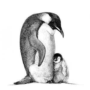 Emperor Penguin and Baby Chick / 8"x8" art print of original ink drawing / Animal Art