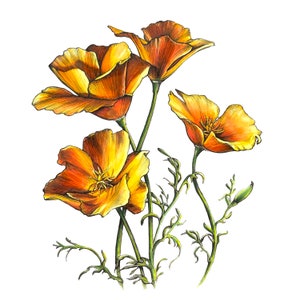 Large Poppies Sketch — Original Pencil Sketch