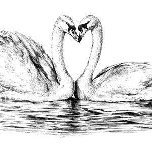 Swan Duo / 5"x7" art print of original ink drawing / Animal Art