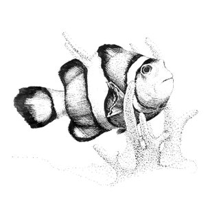 Clownfish / 8&quot;x8&quot; art print of original ink drawing / Animal Art
