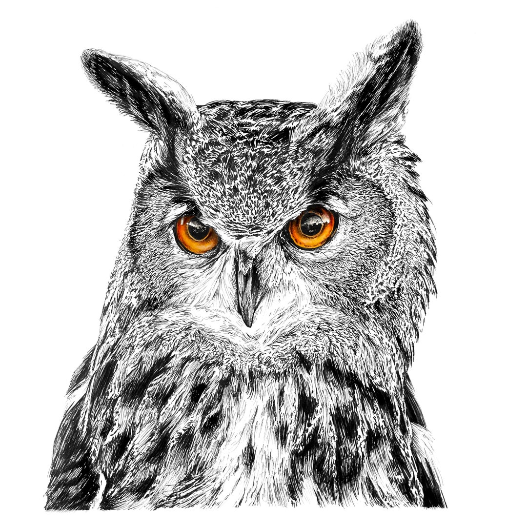 Great Horned Owl 8x8 Art Print of Original Ink Drawing Animal Art Etsy