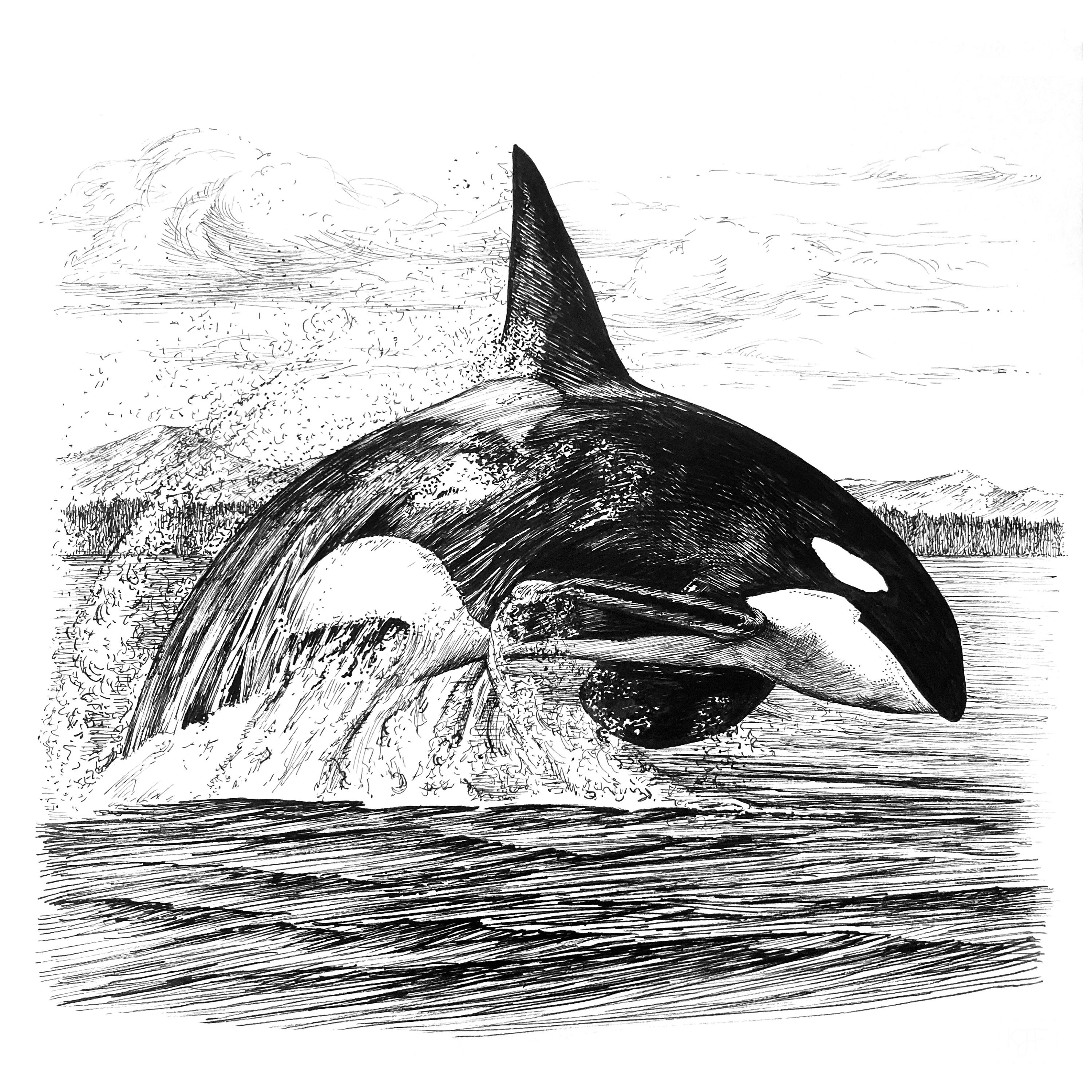 Orca / 8