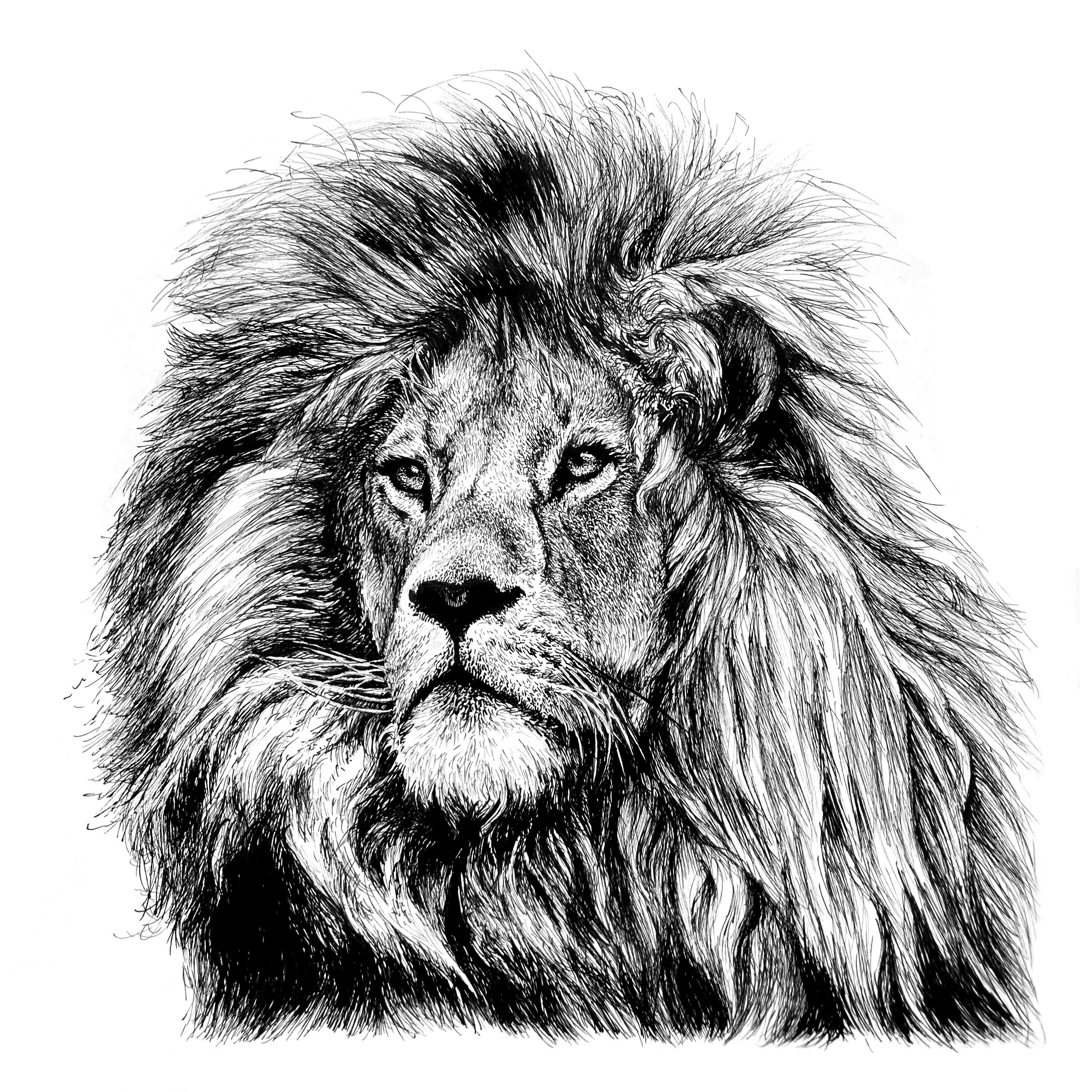 Lion / 8"x8" Art Print of Original Ink Drawing / Animal Art - Etsy