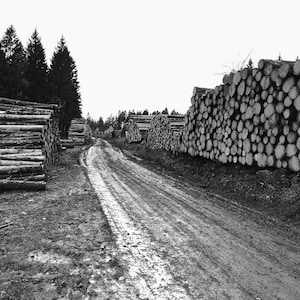 Logs / Wood / Sawed off trees / Deforested forest / Landscape / digital download