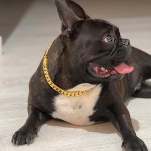 THE CHEETO CUBAN LINK ORANGE COLLAR - BIG DOG CHAINS – BIG DOG