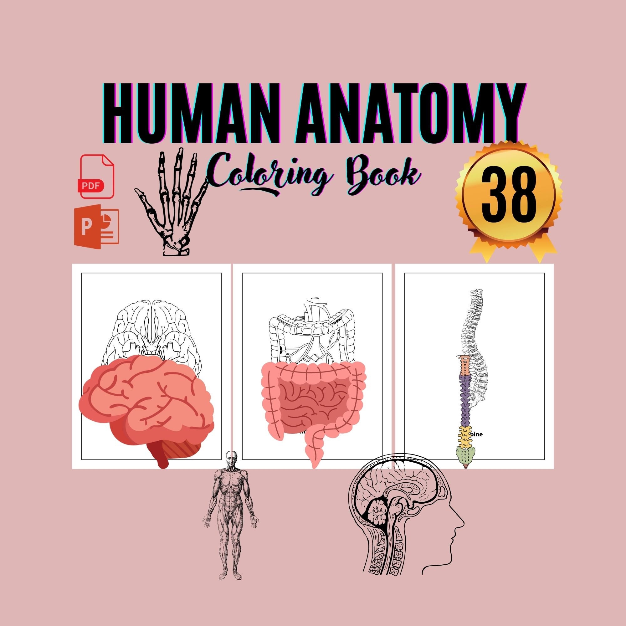 Anatomy For Kids Coloring Pages