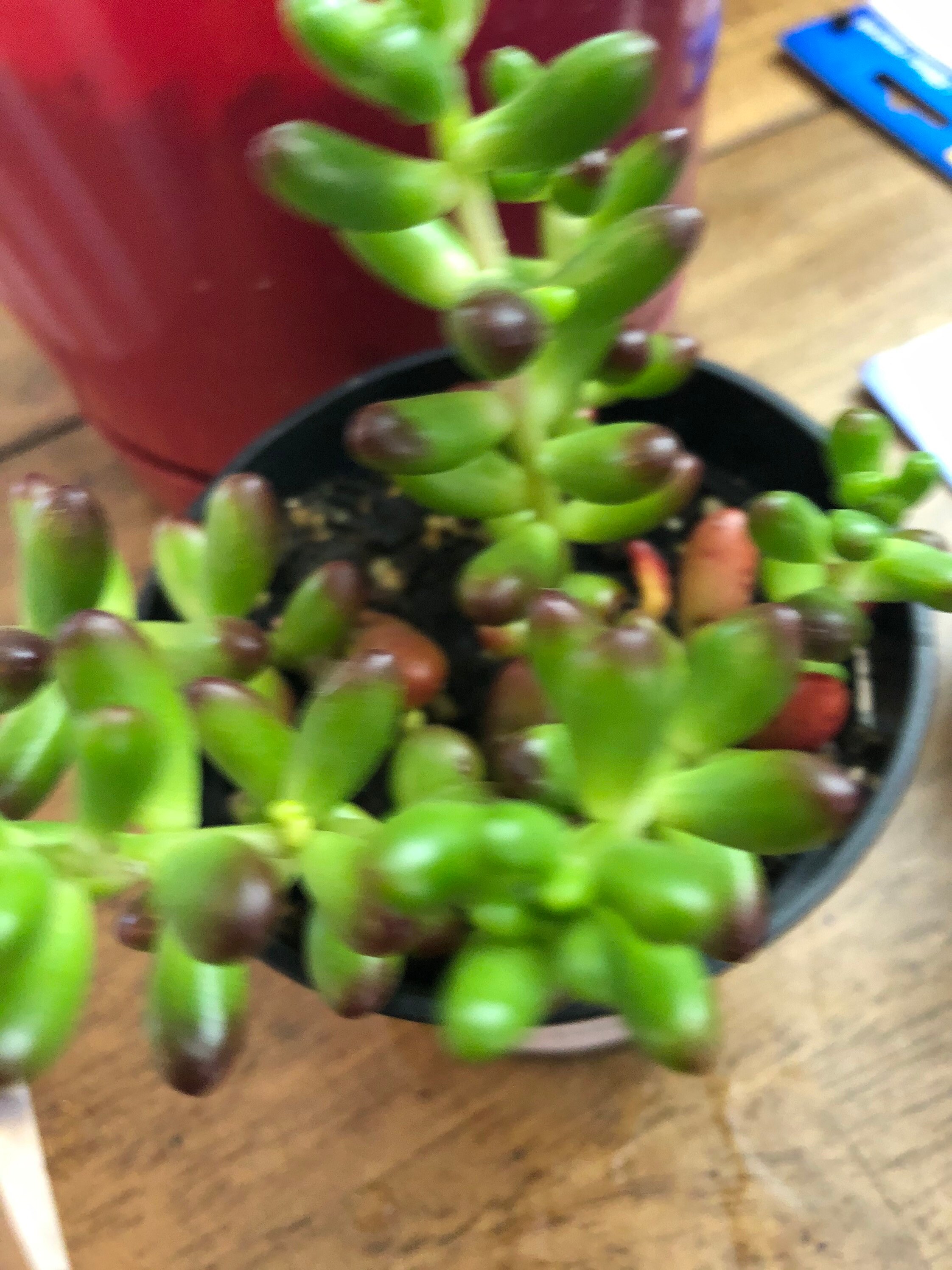 Sedum Pork and Beans Succulent Etsy UK