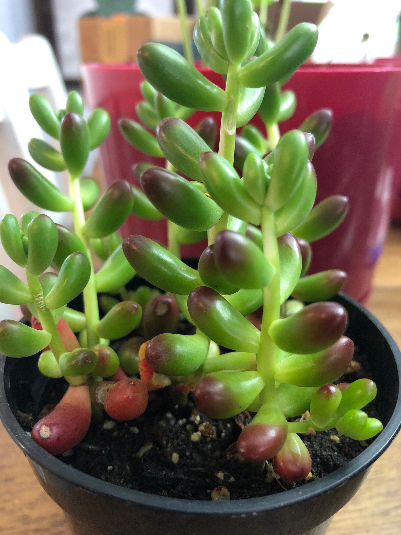 Sedum Pork and Beans Succulent Etsy