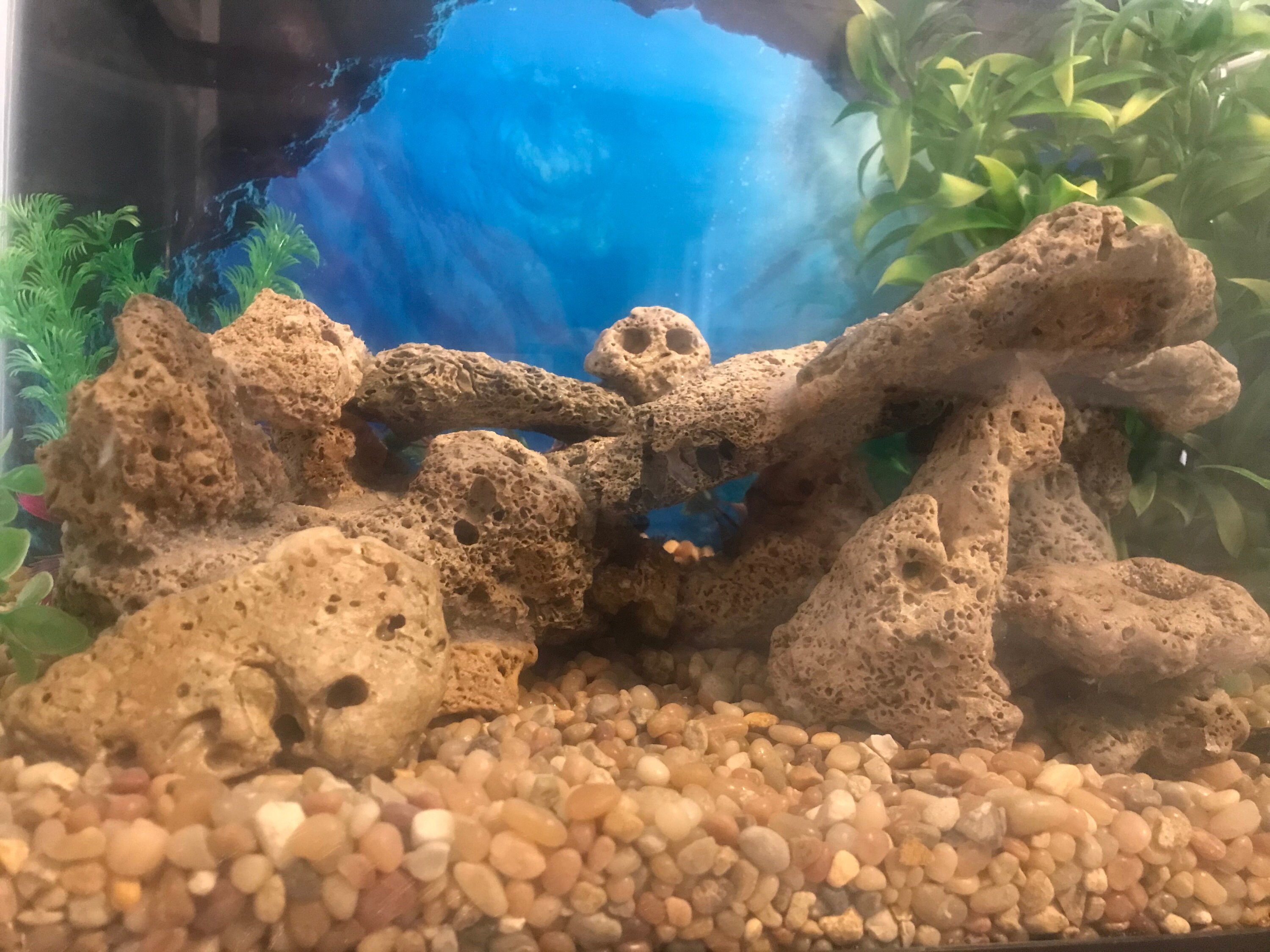 Fish Tank and Terrarium Supplies