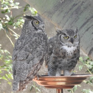 May include: Two gray and brown owls perched on a copper bird bath. The owl on the left is looking to the right, while the owl on the right is looking directly at the camera.