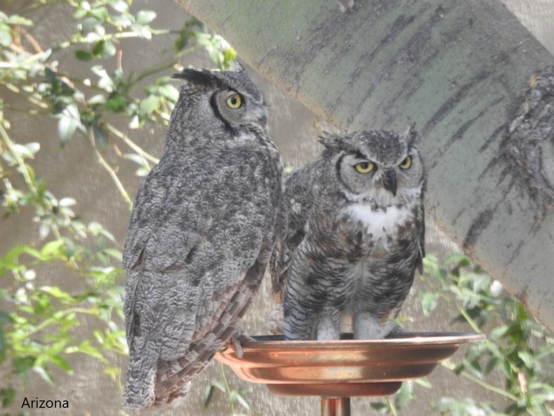 May include: Two gray and brown owls perched on a copper bird bath. The owl on the left is looking to the right, while the owl on the right is looking directly at the camera.