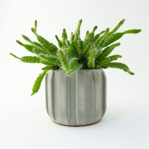 May include: A green cactus plant in a grey, ribbed ceramic pot. The plant has long, slender, green stems with small white spines. The pot is cylindrical with vertical grooves and a cork base. The background is white.
