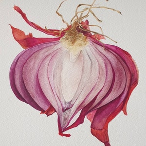 Handgeschilderde originele aquarel 34 x 34 cm, botanisch schilderij ui, Dajana Stoy, CreativeArtJourneyDS, voedsel kunst aan de muur