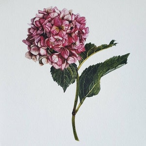 Stampa artistica Ortensia, decorazione da parete, 20 x 20 cm dall'originale acquerello, CreativeArtJourneyDS, Dajana Stoy, Limited