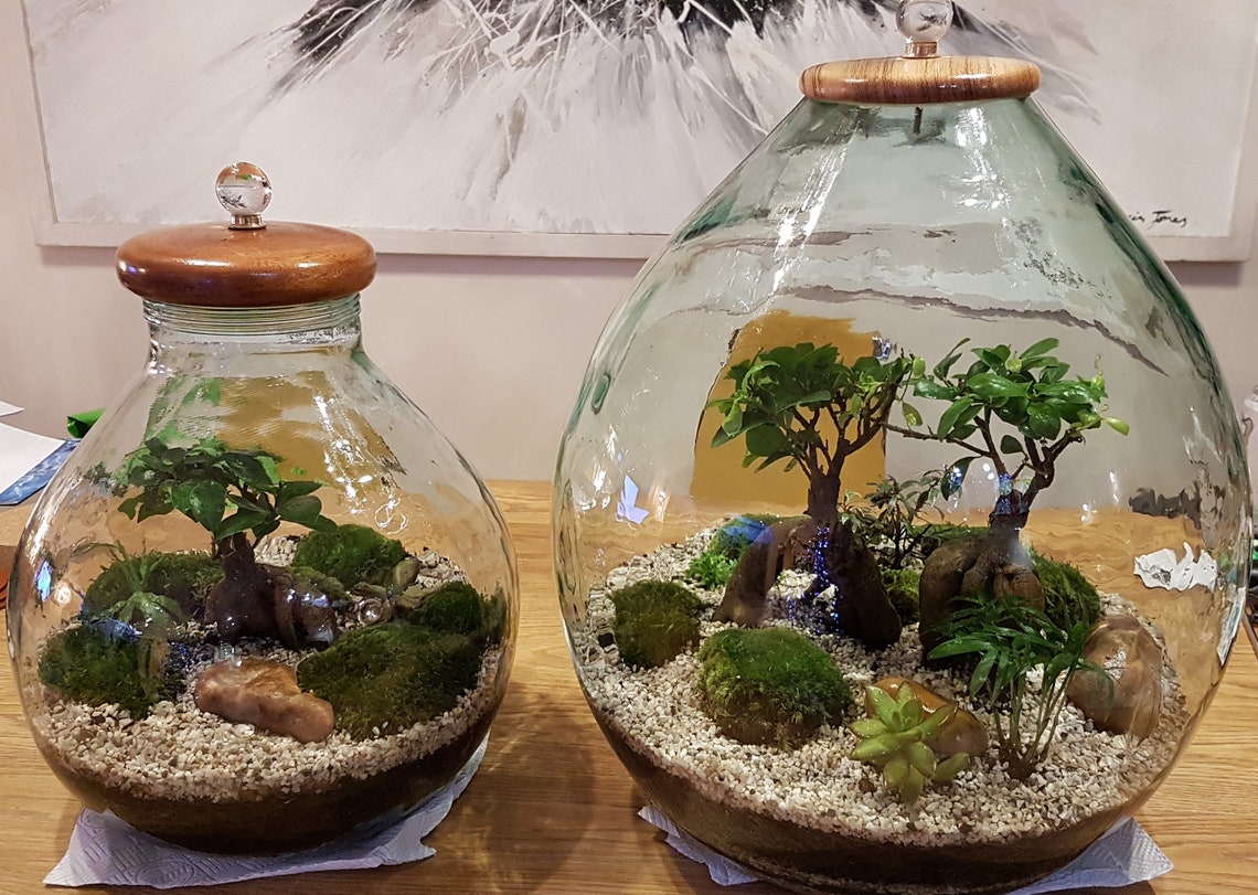 Terrarium XXXL avec 2 x Ficus Ginseng mini arbres Etsy