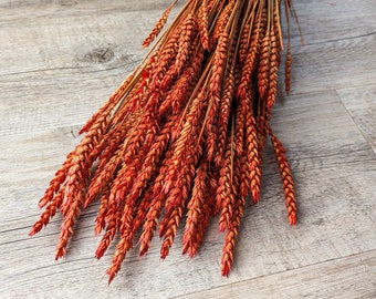 Dried Flowers Wheat Tarwe Bunch Large Pack Orange DIY Set - DekoPanda