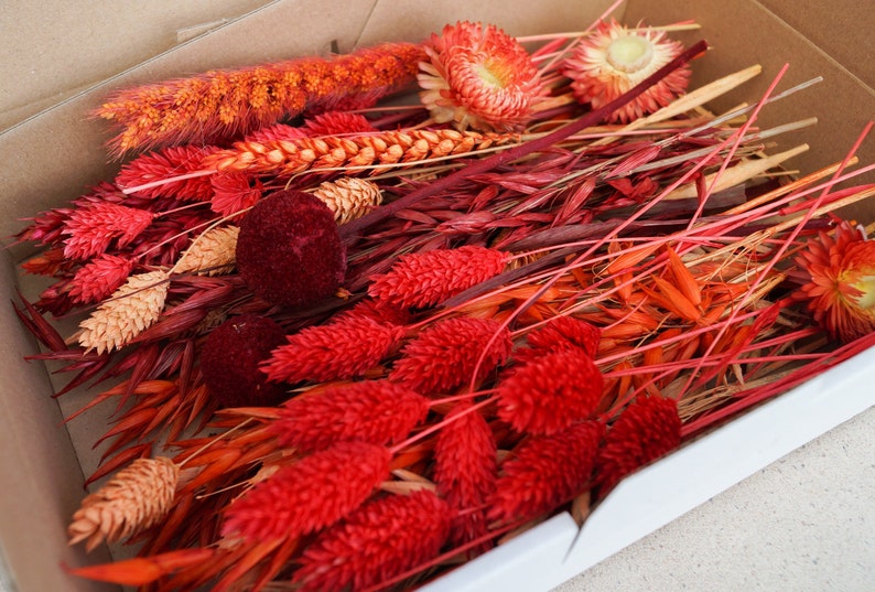 Trockenblumen DIY Mix Blumenbox verschiedene Farben und Boxgrößen für kreative Projekte DekoPanda Rot/Orange