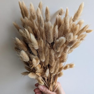 Dried Flowers Lagurus Bunch Large Pack Natural DIY Set - DekoPanda