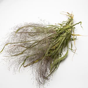 May include: A bunch of dried ornamental grass with feathery seed heads. The grass has a mix of green and brown tones, with delicate, wispy textures. The stems are tied together, creating a natural, rustic aesthetic, ideal for home decor.