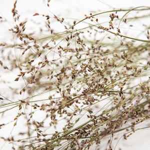 May include: A close-up shot of dried ornamental grass, featuring slender stems and tiny seed heads. The color scheme is a blend of beige, brown, and green, offering a natural, textured look. Suitable for home decor or craft applications.