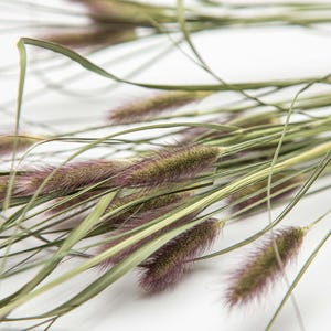 May include: Close-up of dried ornamental grass with feathery, purple-tipped seed heads and long, green blades. The grass is arranged against a white background, creating a natural and textured aesthetic. Ideal for home decor and floral arrangements.