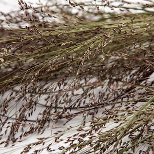 May include: Close-up of dried ornamental grass. The image shows thin, green stems with small, dark brown seed heads. The grass is arranged in a loose bundle, creating a textured, natural look. The background is a soft white.