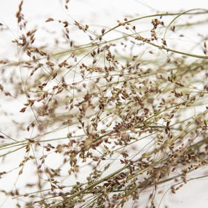 May include: Close-up of dried ornamental grass featuring slender stems and tiny seed heads. The color scheme is a blend of beige, brown, and green, offering a natural, textured look. Suitable for home decor and floral arrangements.
