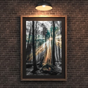 Sunlight Through Trees Print: Misty Forest Photography (Digital Download)