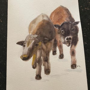 Könnte beinhalten: Ein Aquarellgemälde auf Papier, das zwei Kälber zeigt, die nach vorne laufen. Das linke Kalb ist hellbraun und grau, während das rechte Kalb dunkelbraun und schwarz ist. Die Initialen FS sind in der unteren rechten Ecke zu sehen.
